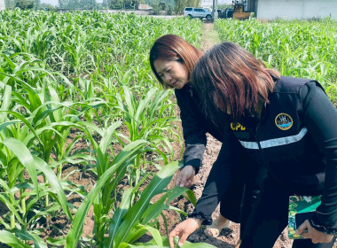 จัดทำบันทึกเทปวิดีโอ(VTR ) เพื่อเผยแพร่ประชาสัมพันธ์ ... พารามิเตอร์รูปภาพ 5